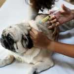 Vacuna a un perro