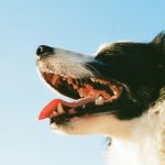 Saneamiento dental en perros