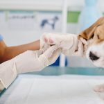 beneficios de esterilizar perros